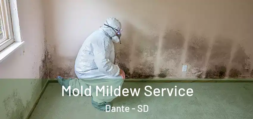 Mold Mildew Service Dante - SD
