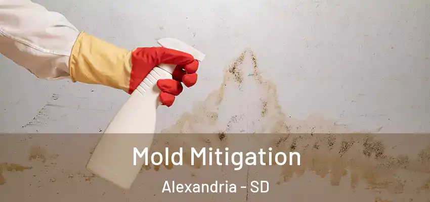 Mold Mitigation Alexandria - SD