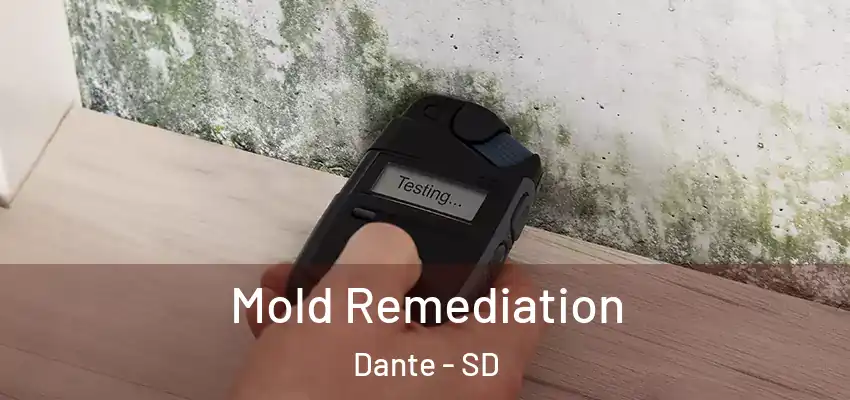  Mold Remediation Dante - SD