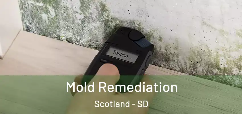  Mold Remediation Scotland - SD