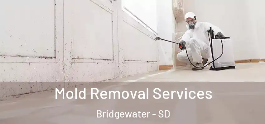  Mold Removal Services Bridgewater - SD