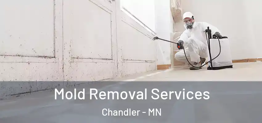  Mold Removal Services Chandler - MN