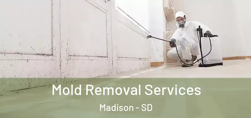 Mold Removal Services Madison - SD