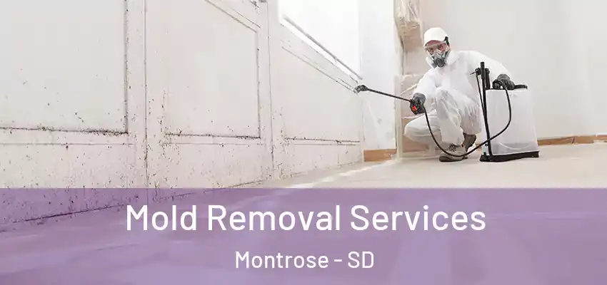  Mold Removal Services Montrose - SD