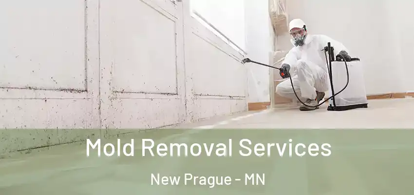  Mold Removal Services New Prague - MN