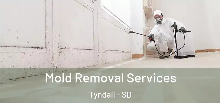 Mold Removal Services Tyndall - SD