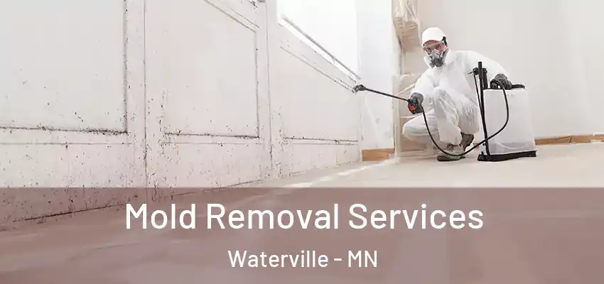  Mold Removal Services Waterville - MN